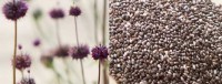 Nas versões em grãos, farinha e óleo, a chia tem efeito superior ao da linhaça no papel de combater a fome e desintoxicar o organismo!